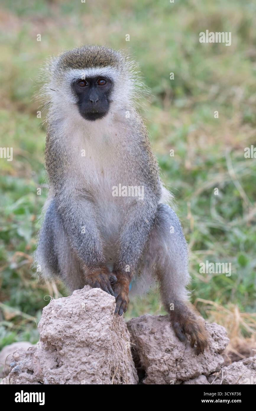 Vervet Monkey (Chlorocebus pygerythrus) im Amboseli-Nationalpark, Kenia Stockfoto