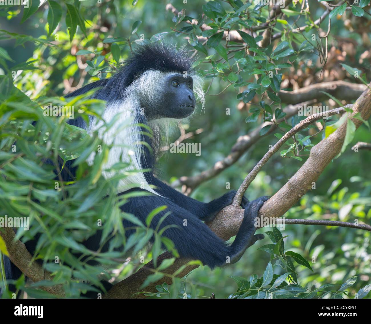 Angola Schwarzweiß-Colobus-Affe (Colobus angolensis) im tropischen Walddach des Shimoni Forest, Kenia Stockfoto