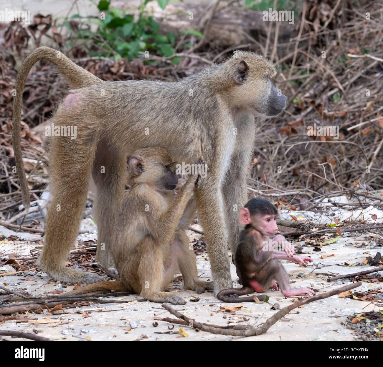 Mutter und Babys des gelben Pavians (Papio cynocephalus), Shimoni, Kenia Stockfoto