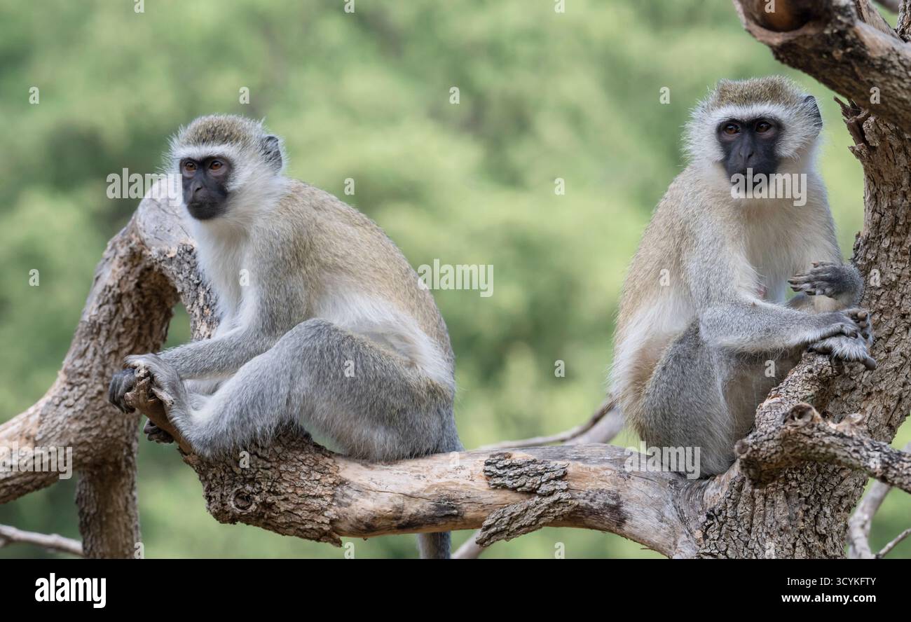 Vervet Affen (Chlorocebus pygerythrus) ruhen sich auf dem Baum im Tsavo East National Park, Kenia aus Stockfoto