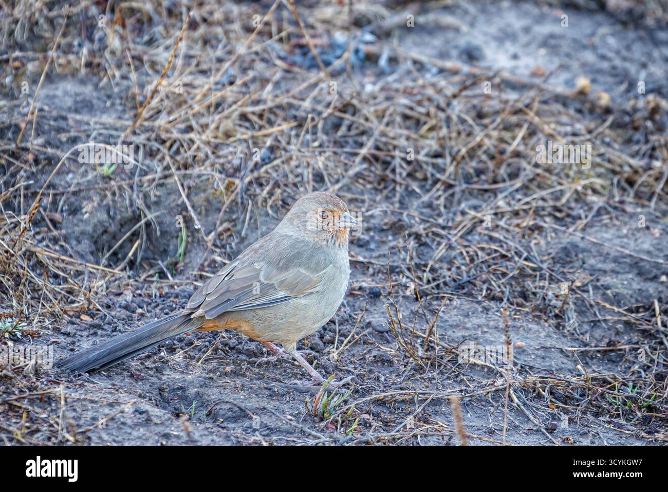 California Towhee (Melozone Crissalis) Stockfoto