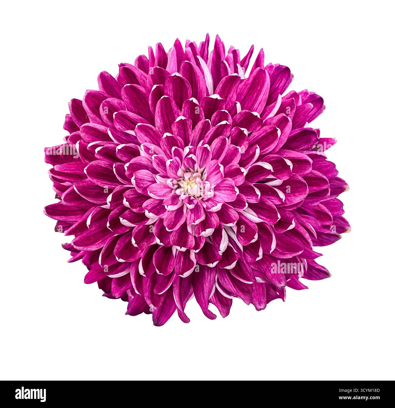 Lila Chrysantheme isoliert auf weißem Hintergrund mit Beschneidungspfad. Blumendesign für Karten, Einladungen, Poster. Stockfoto