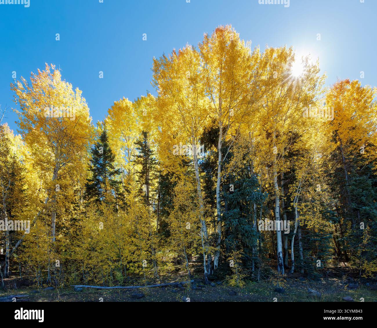Beben von Aspen (Populus tremuloides) im goldenen Herbstlaub, Greer Area, Apache-Sitgreaves National Forest, White Mountains, Arizona, USA. Stockfoto