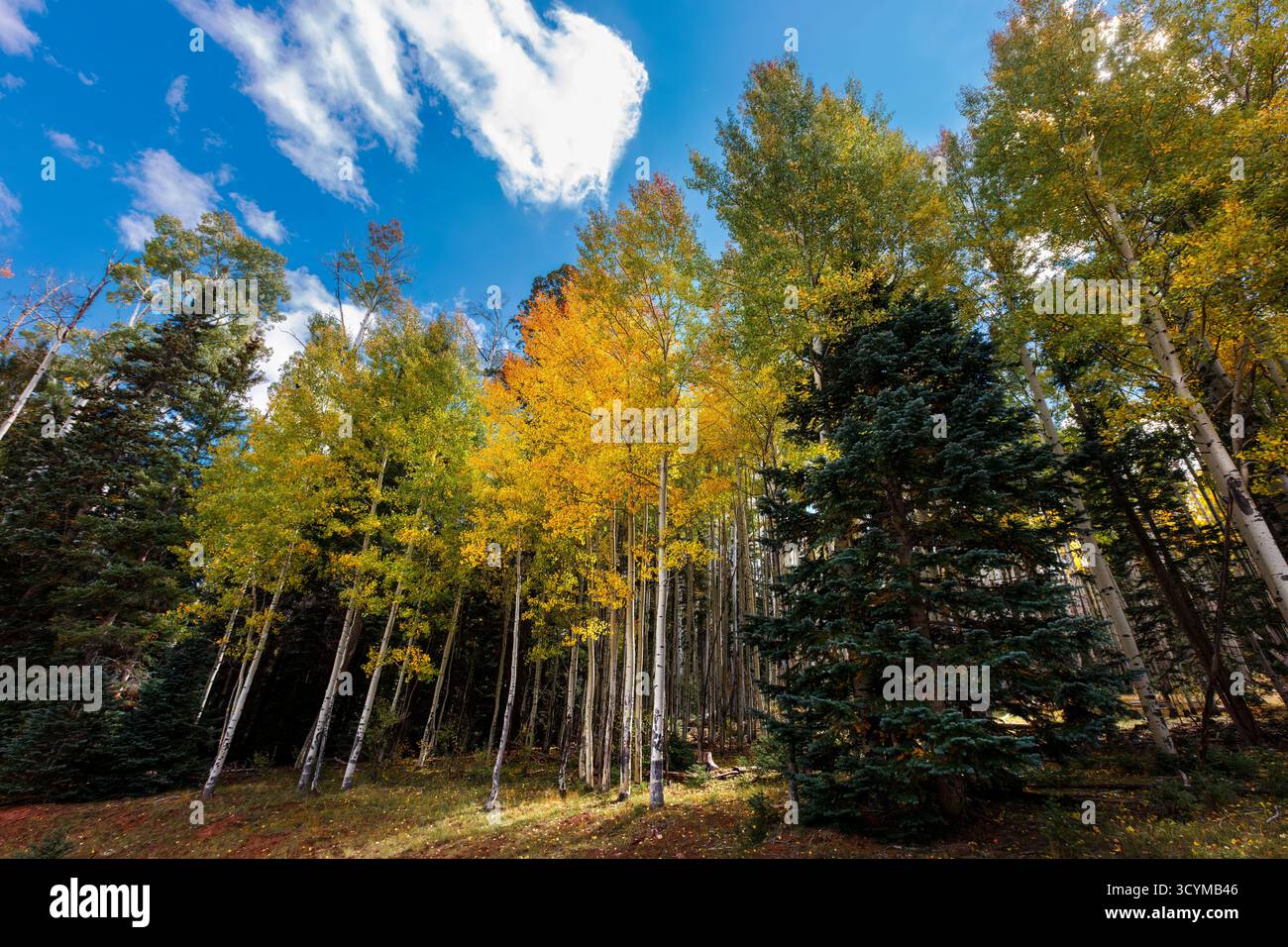 Beben von Aspen (Populus tremuloides) im goldenen Herbstlaub in der Nähe von Greer, White Mountains, Arizona, USA. Stockfoto