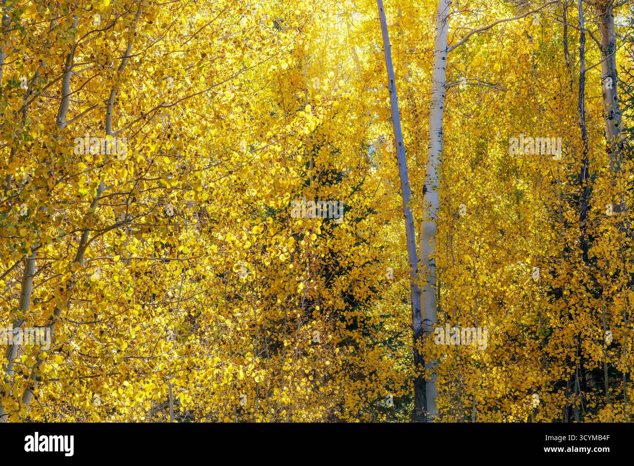Beben von Aspen (Populus tremuloides) Hinterleuchtung von goldenen Blättern in der Nähe von Greer, White Mountains, Arizona, USA. Stockfoto