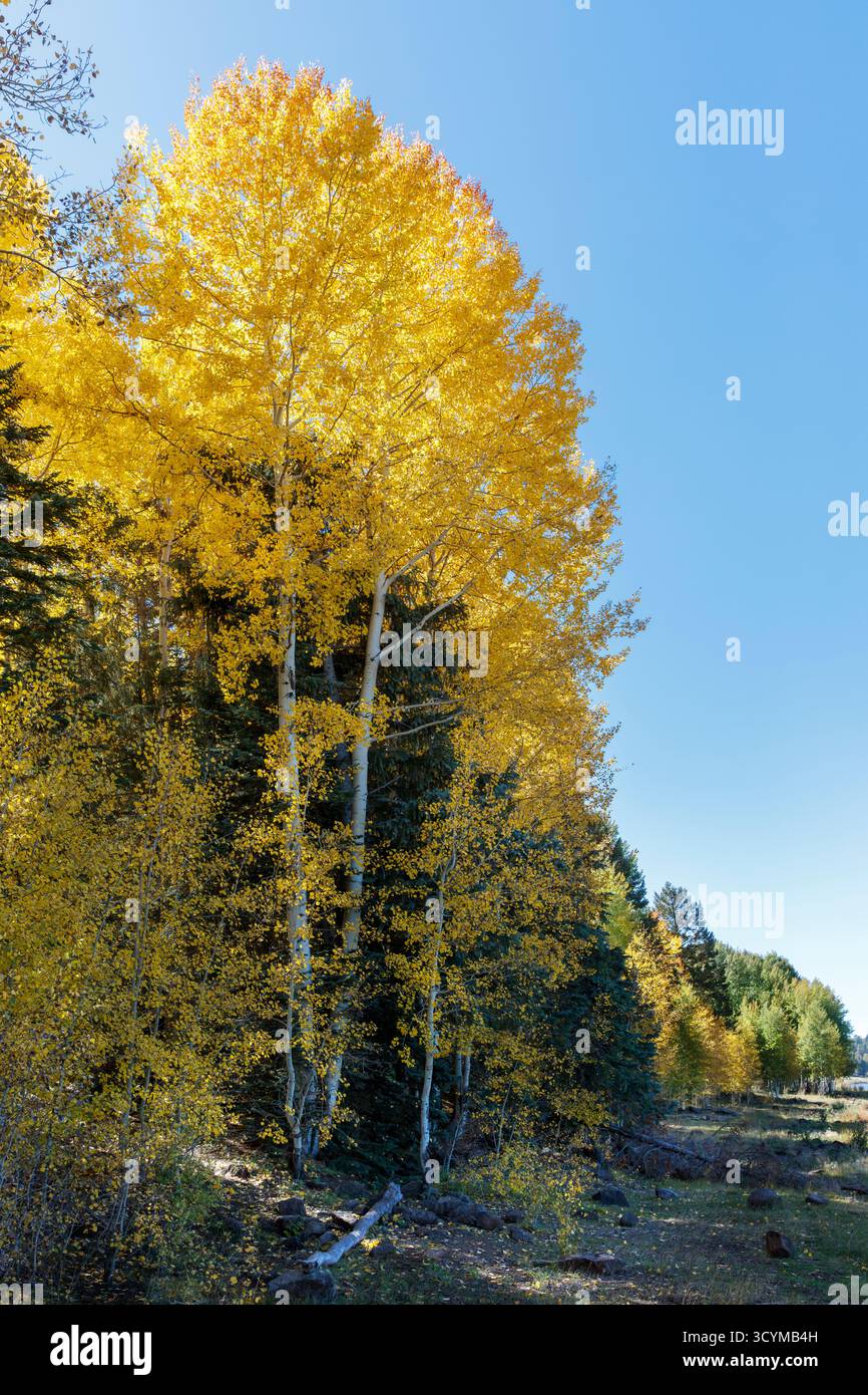 Beben von Aspen (Populus tremuloides) in goldenem Herbstlaub am Ufer des Big Lake in der Nähe von Greer, White Mountains, Arizona, USA. Stockfoto
