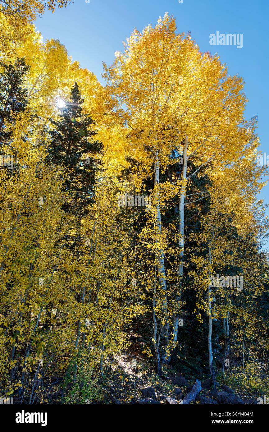 Beben von Aspen (Populus tremuloides) in goldenem Herbstlaub am Ufer des Big Lake in der Nähe von Greer, White Mountains, Arizona, USA. Stockfoto