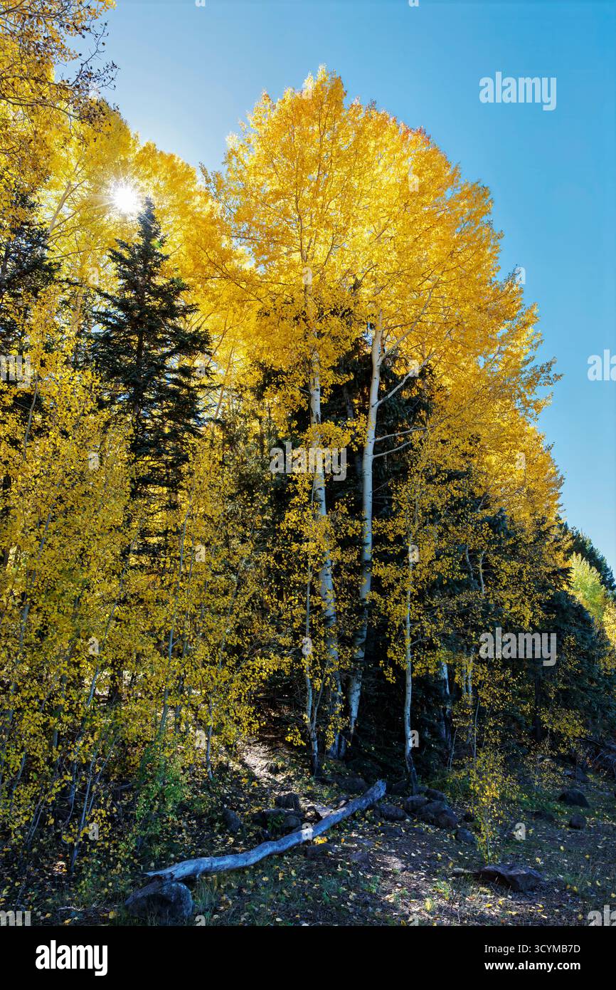 Beben von Aspen (Populus tremuloides) in goldenem Herbstlaub am Ufer des Big Lake in der Nähe von Greer, White Mountains, Arizona, USA. Stockfoto