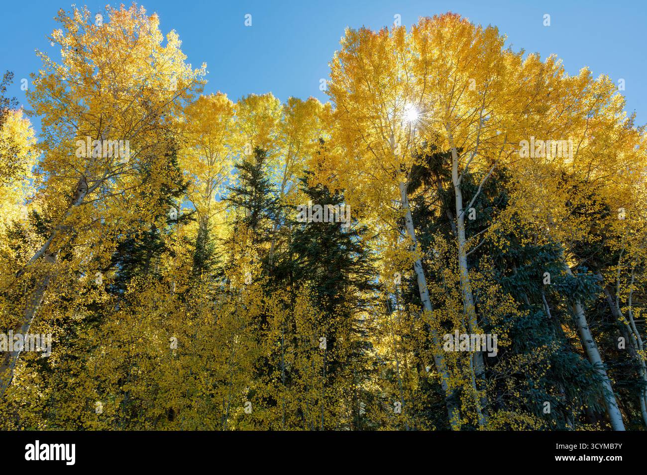 Beben von Aspen (Populus tremuloides) im goldenen Herbstlaub in der Nähe von Greer, White Mountains, Arizona, USA. Stockfoto