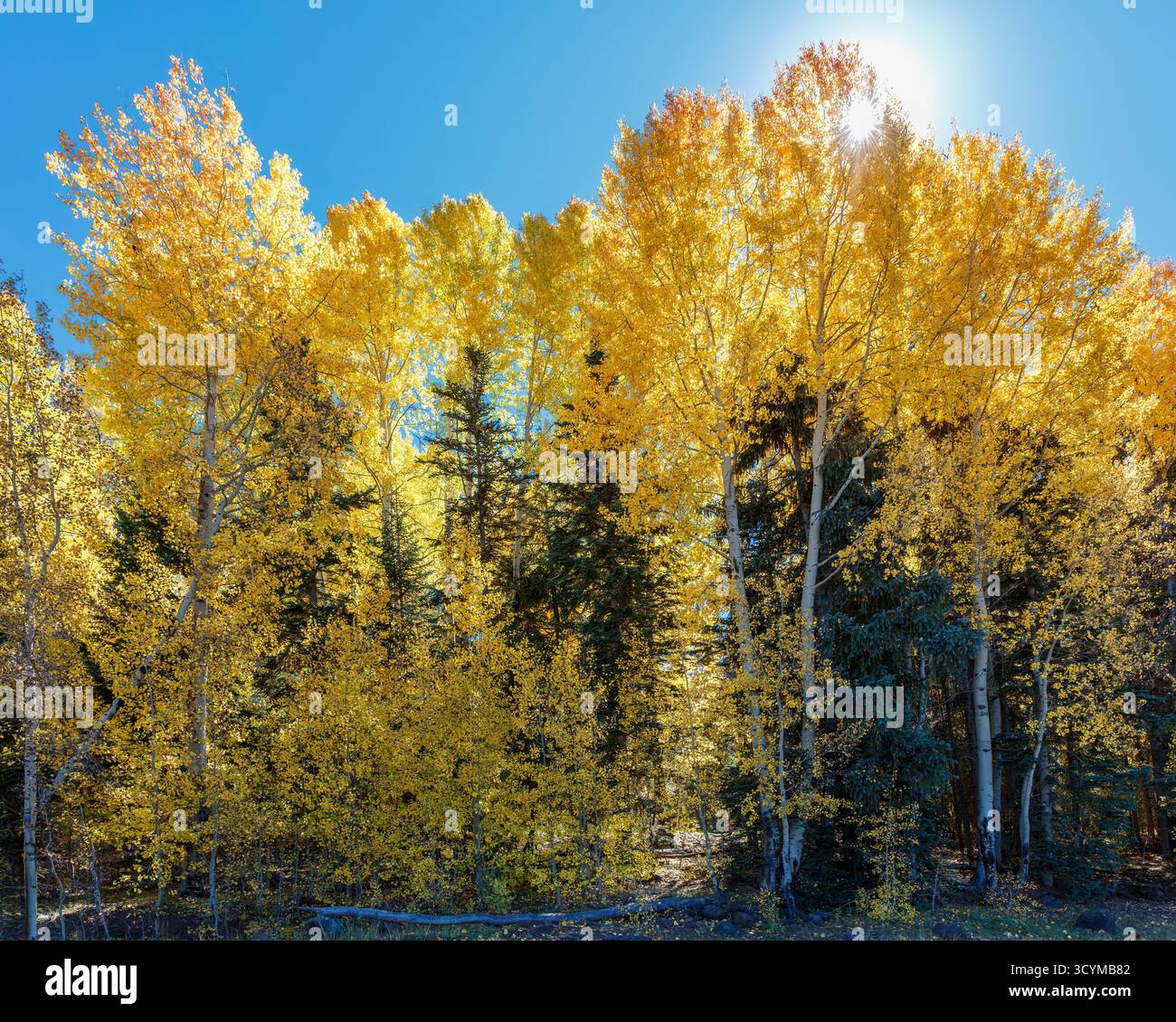 Aspen (Populus tremuloides) im goldenen Herbstlaub, Apache-Sitgreaves National Forest, White Mountains, Arizona, USA. Stockfoto