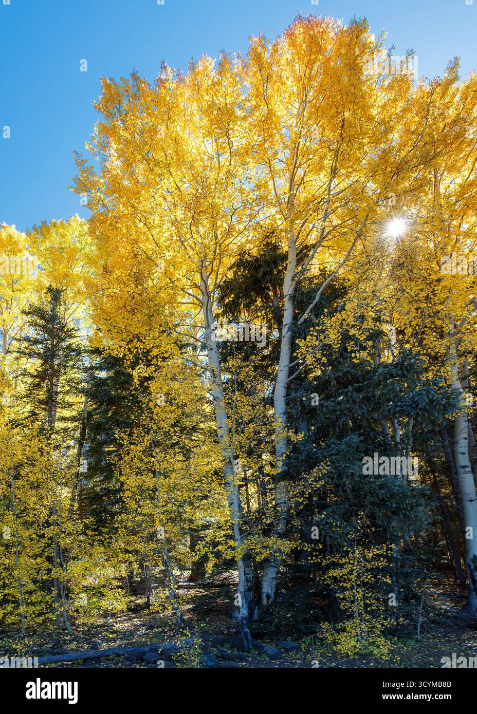 Aspen (Populus tremuloides) im goldenen Herbstlaub, Apache-Sitgreaves National Forest, White Mountains, Arizona, USA. Stockfoto