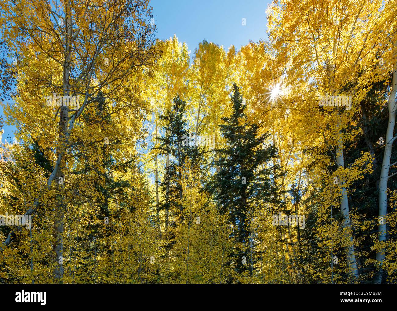 Beben von Aspen (Populus tremuloides) Nahaufnahme von hinterleuchteten Blättern in der Nähe von Greer, White Mountains, Arizona, USA. Stockfoto