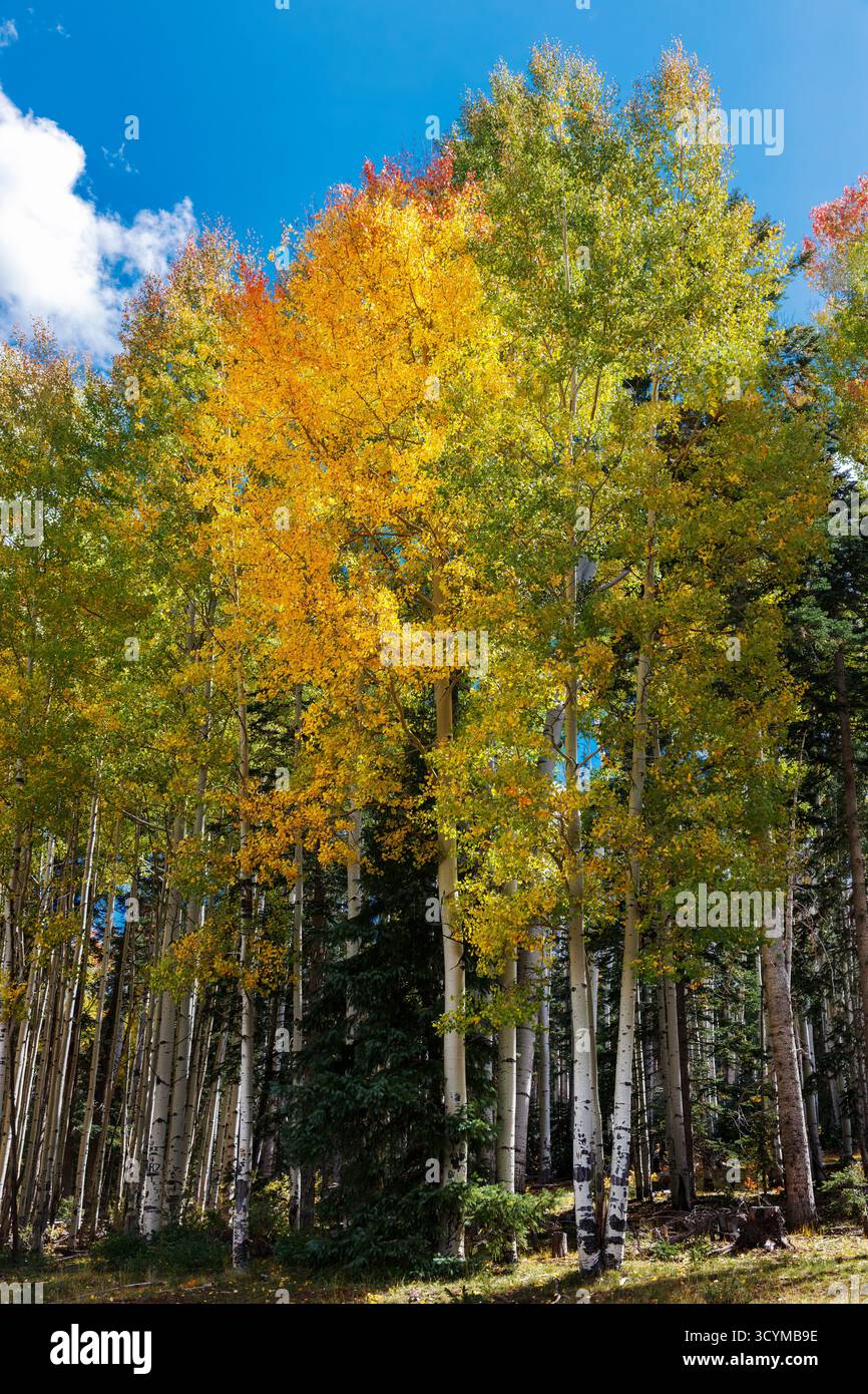 Aspen (Populus tremuloides) im goldenen Herbstlaub, Apache-Sitgreaves National Forest, White Mountains, Arizona, USA. Stockfoto