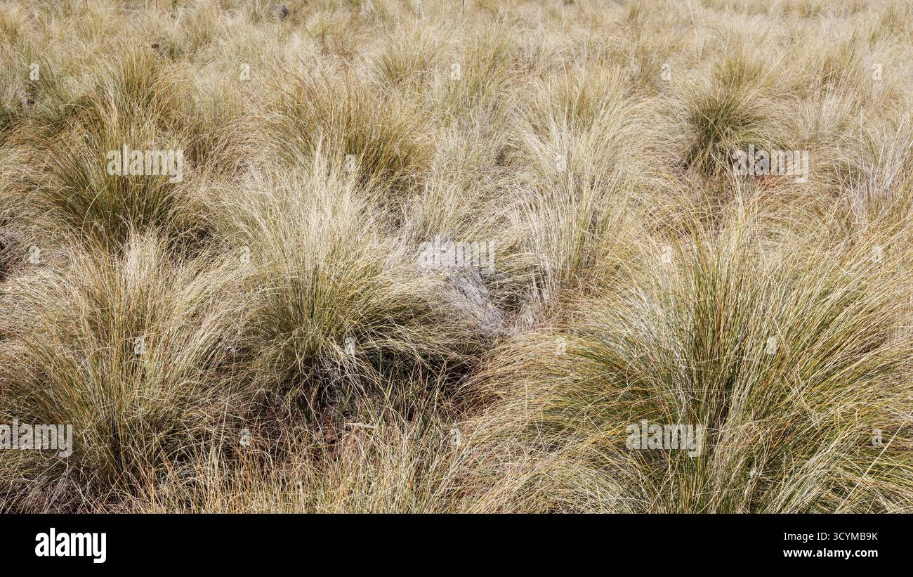 Gras im Winter im Nordosten von Arizona, USA Stockfoto