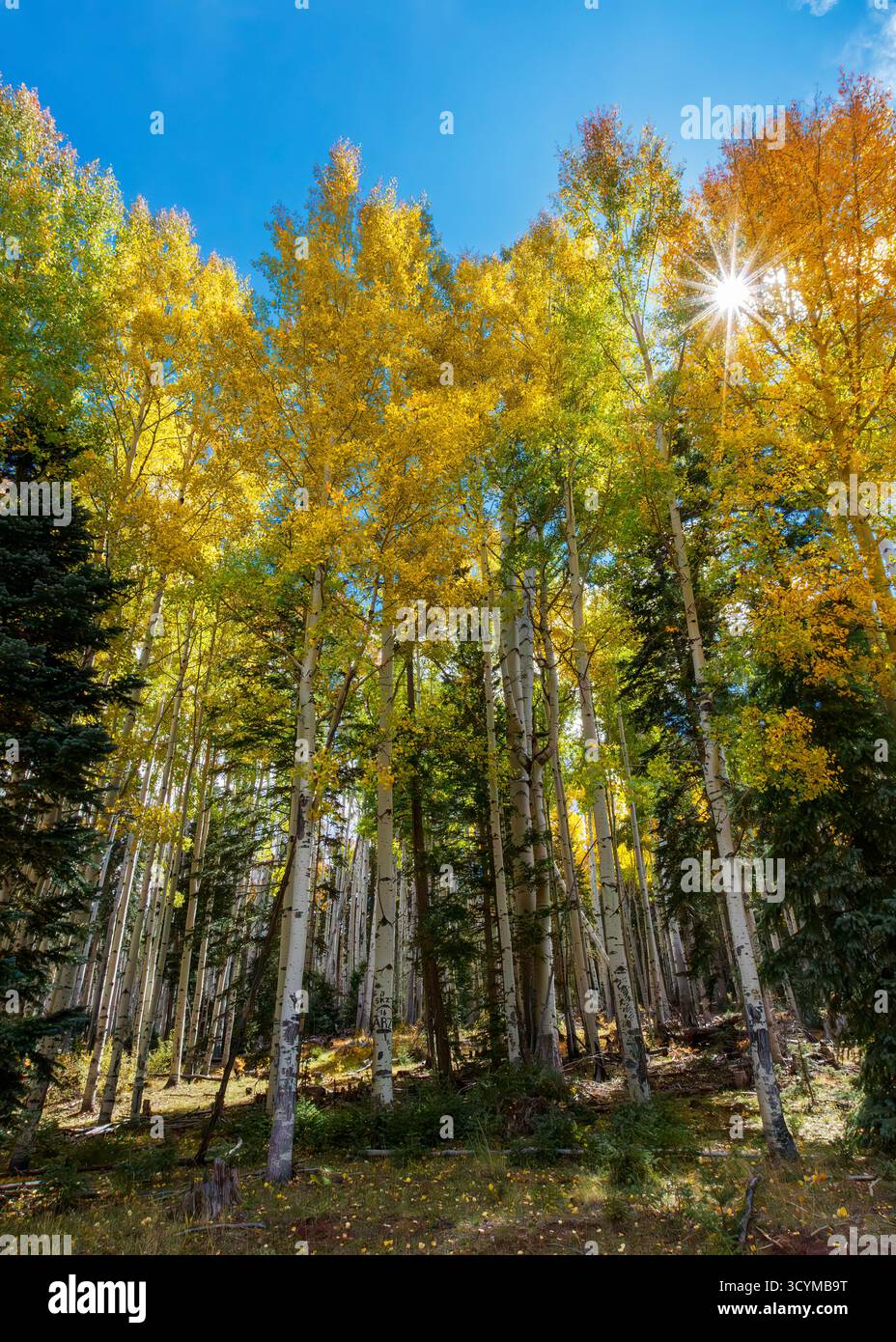 Aspen (Populus tremuloides) im goldenen Herbstlaub, Apache-Sitgreaves National Forest, White Mountains, Arizona, USA. Stockfoto