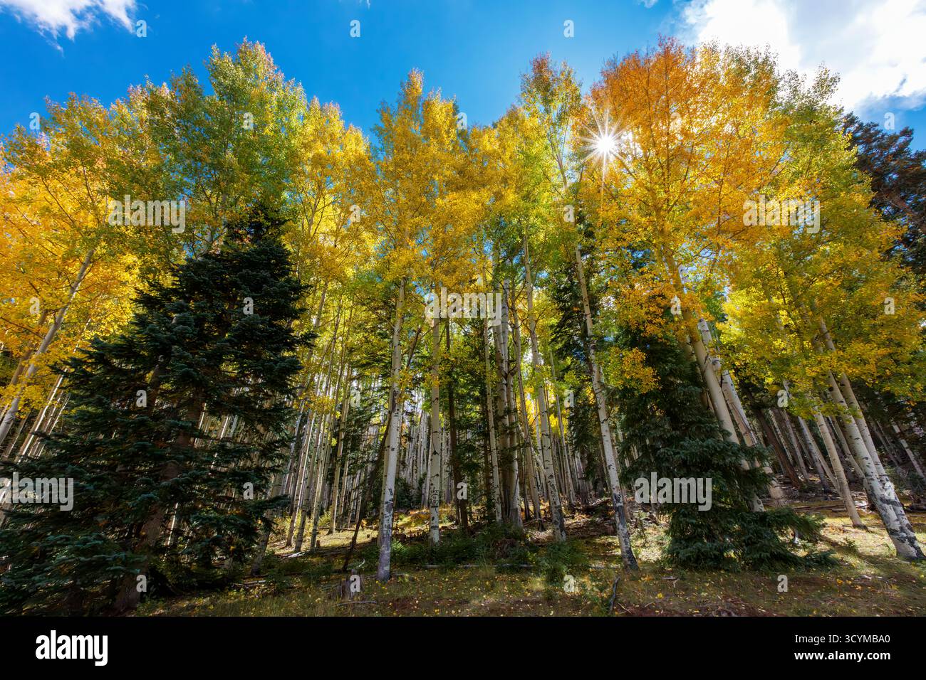 Aspen (Populus tremuloides) im goldenen Herbstlaub, Apache-Sitgreaves National Forest, White Mountains, Arizona, USA. Stockfoto