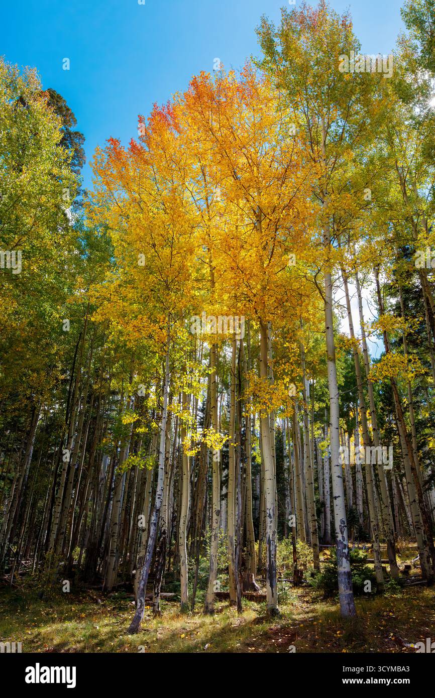 Aspen (Populus tremuloides) im goldenen Herbstlaub, Apache-Sitgreaves National Forest, White Mountains, Arizona, USA. Stockfoto