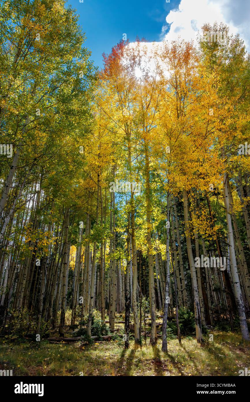 Aspen (Populus tremuloides) im goldenen Herbstlaub, Apache-Sitgreaves National Forest, White Mountains, Arizona, USA. Stockfoto