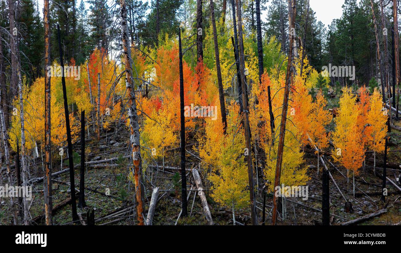 Beben von Aspen (Populus tremuloides) färben sich nach dem Brand wieder, verbrannte Narbe in der Nähe von Greer, White Mountains, Arizona, USA. Die Rottöne sind natürlich. Stockfoto
