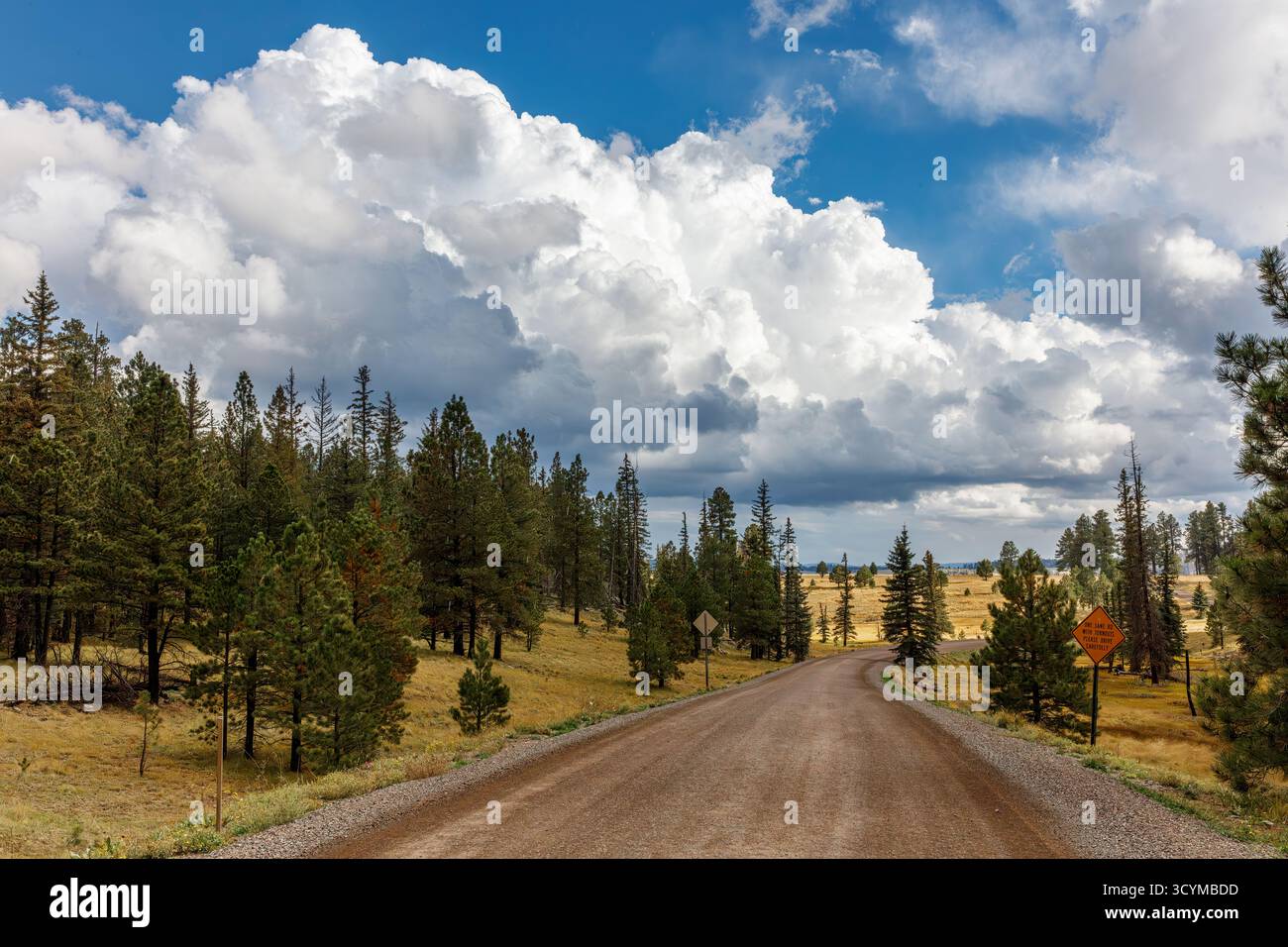 Dirt Forest Service Road, in der Nähe von Greer, White Mountains, Arizona, USA Stockfoto