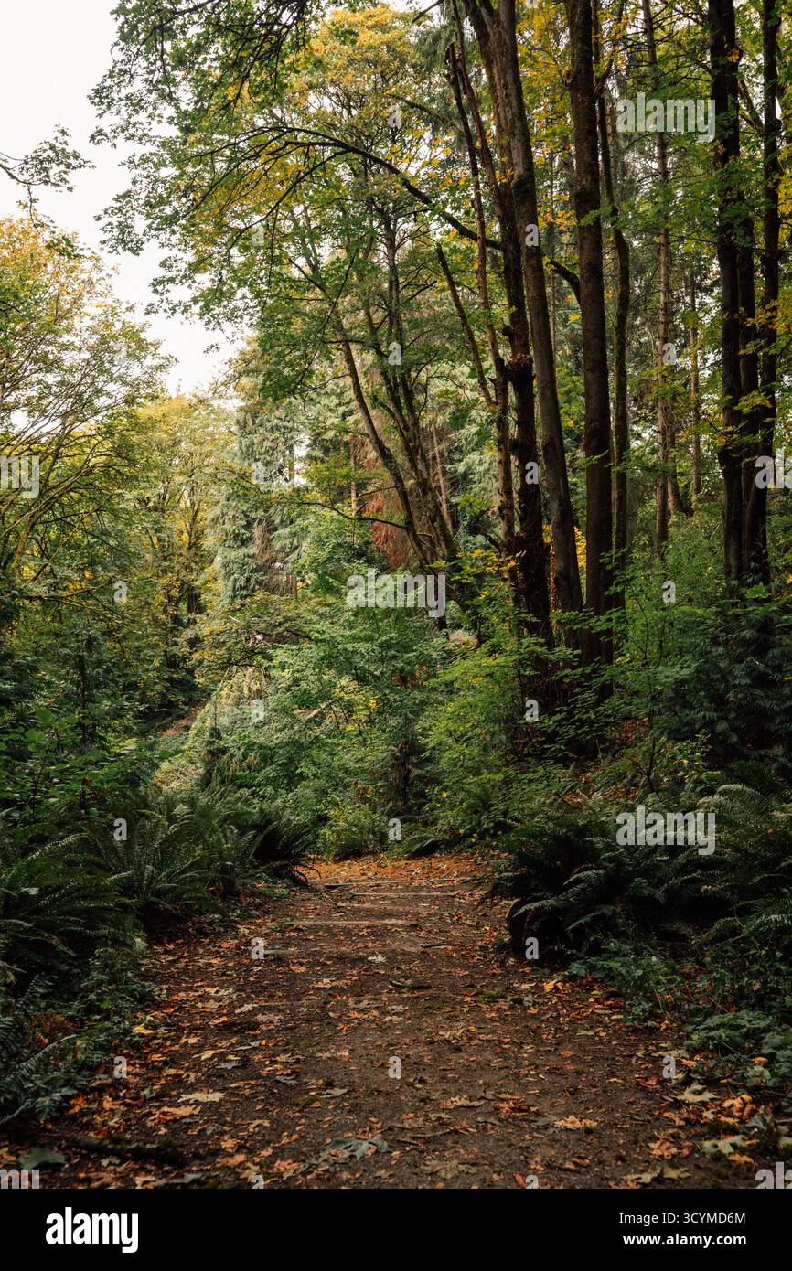 Herbst in den Wäldern Stockfoto