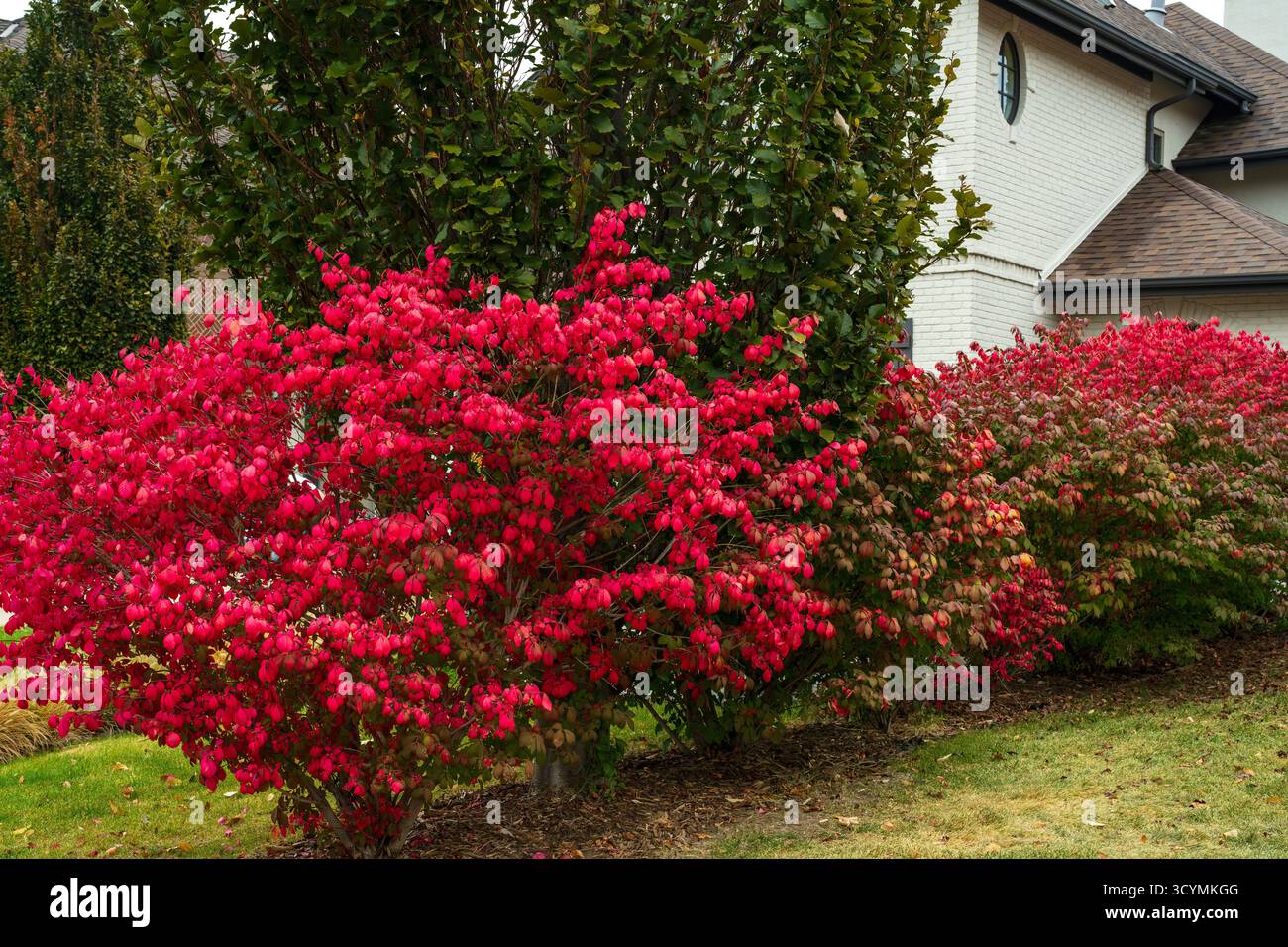 Eine Reihe brennender Buschsträucher, die für ihre feurige rote Farbe in verschiedenen Übergangsphasen während der Herbstsaison geschätzt werden. Stockfoto