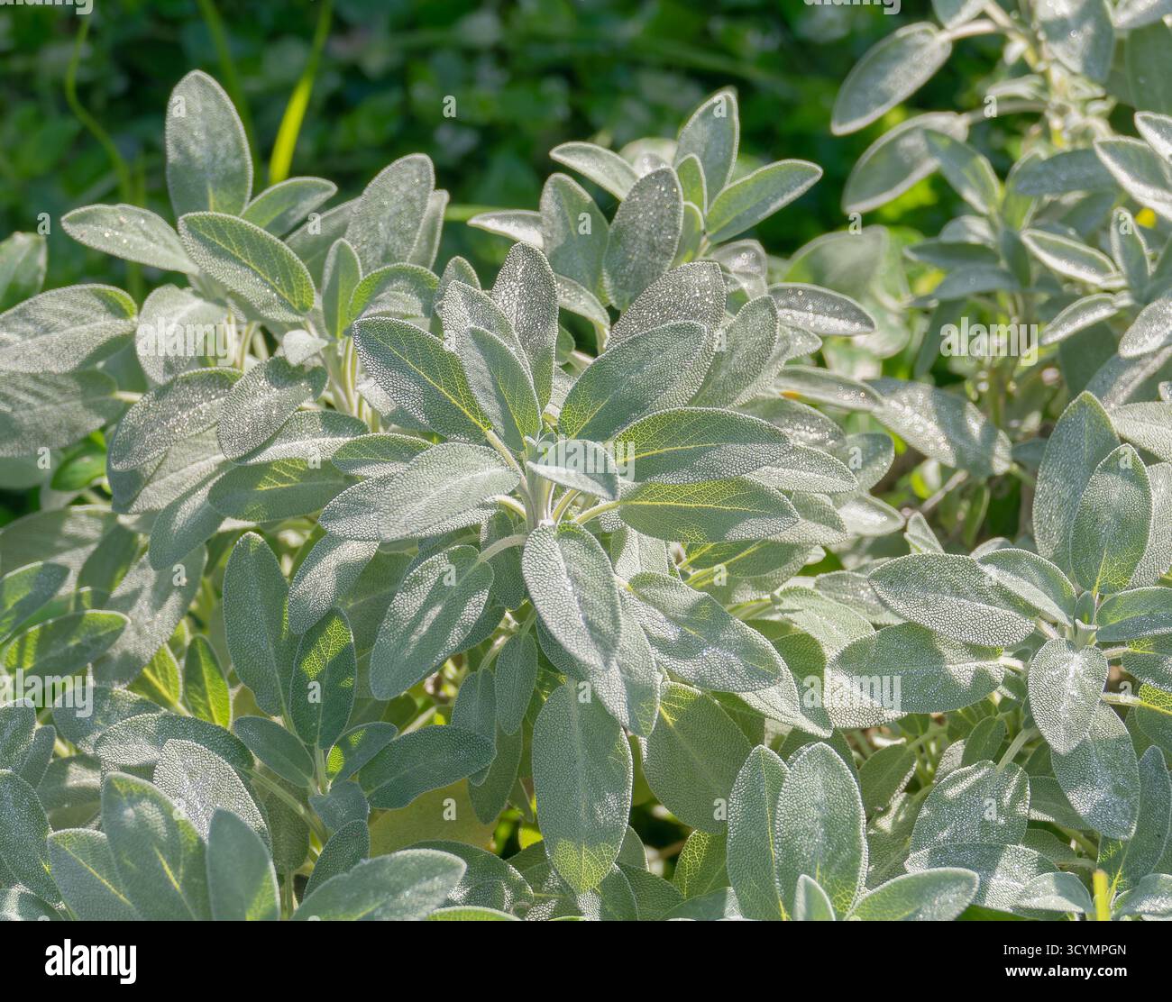 Salviapflanzen in hellem Sonnenlicht in einer üppigen Gartenumgebung im Freien Stockfoto