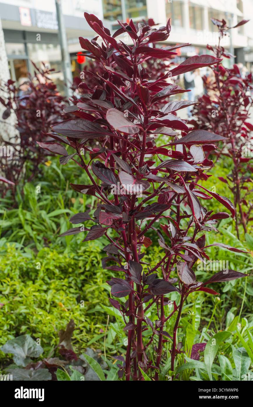 Rotblättriges Bloodleaf (Iresine herbstii), auch bekannt als Hühnermagenpflanze, wächst in einer städtischen Grünanlage entlang einer Fußgängerzone. Stockfoto