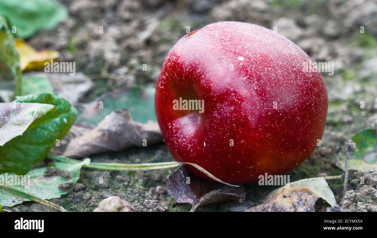 Nahaufnahme eines roten Apfels, der als gefallene Frucht auf dem Boden liegt und die natürliche Schönheit und Erntezeit symbolisiert. Stockfoto