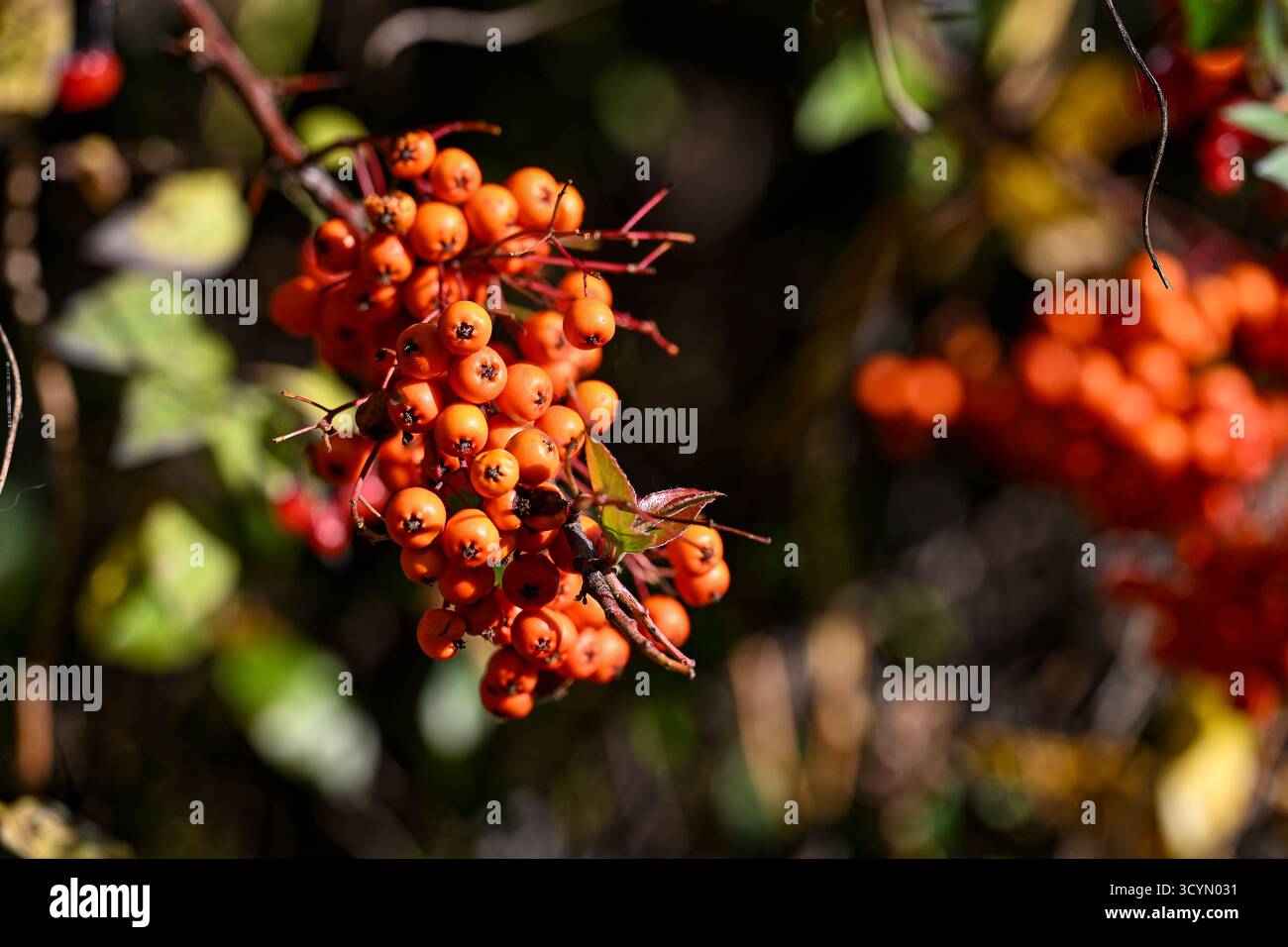 Nahaufnahme von Feuerdornfrüchten oder Pomes im Herbst in Norrköping, Schweden Stockfoto