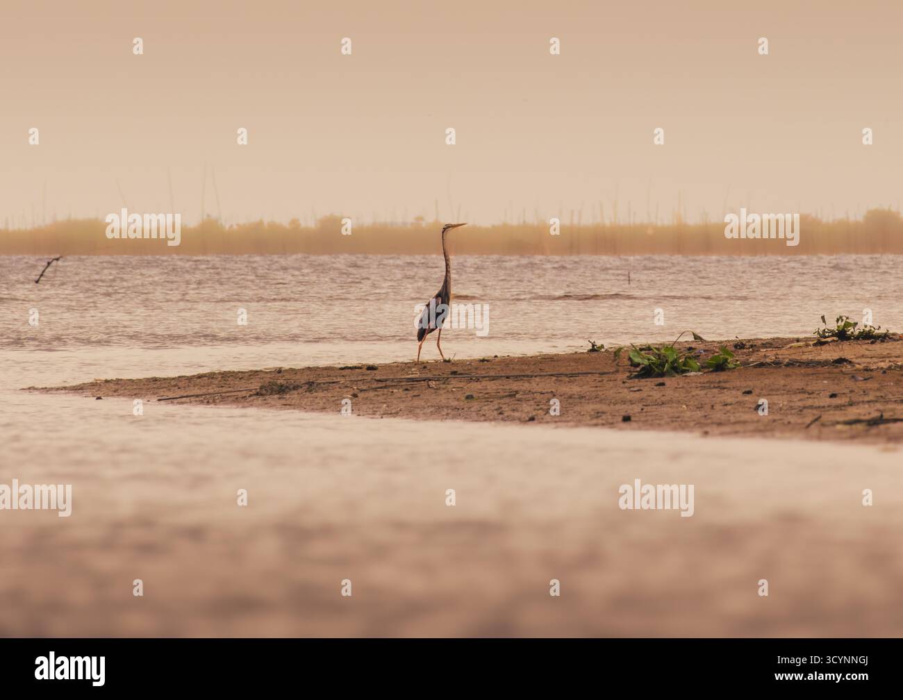 Ein violetter Reiher, der während des goldenen Sonnenuntergangs am Lake Semayang in der Nähe des Mahakam River auf einem matschigen Flussufer steht. Stockfoto