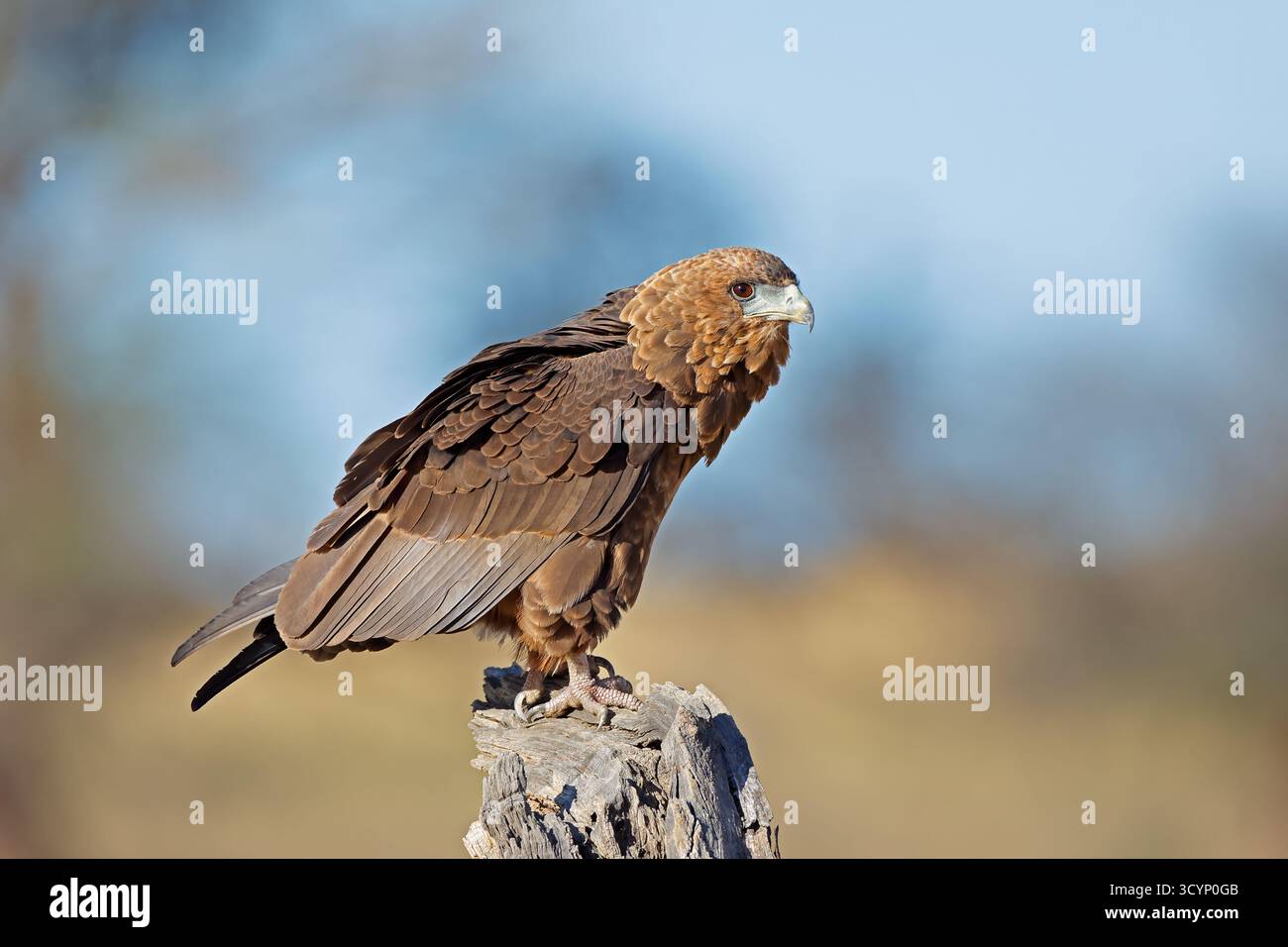 Ein unreifer Bateleur-Adler (Terathopius ecaudatus) auf einem Baumstumpf, Kalahari-Wüste, Südafrika Stockfoto