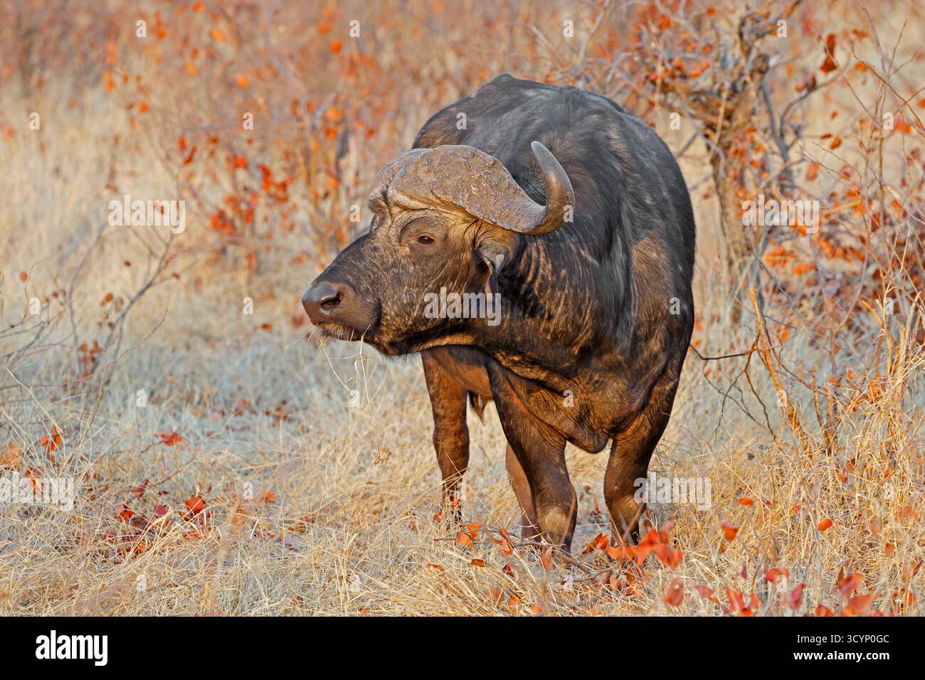 Ein großer afrikanischer Büffelbulle (Syncerus Caffer) in natürlicher Umgebung, Kruger-Nationalpark, Südafrika Stockfoto