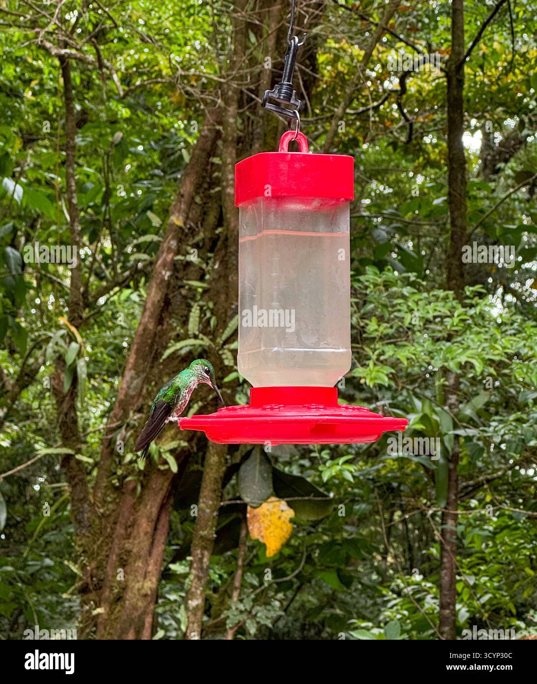 Grüner Kolibri, der in einem Red Sugar Water Feeder im Nebelwald lebt - Smartphone-aufgenommenes Stockfoto
