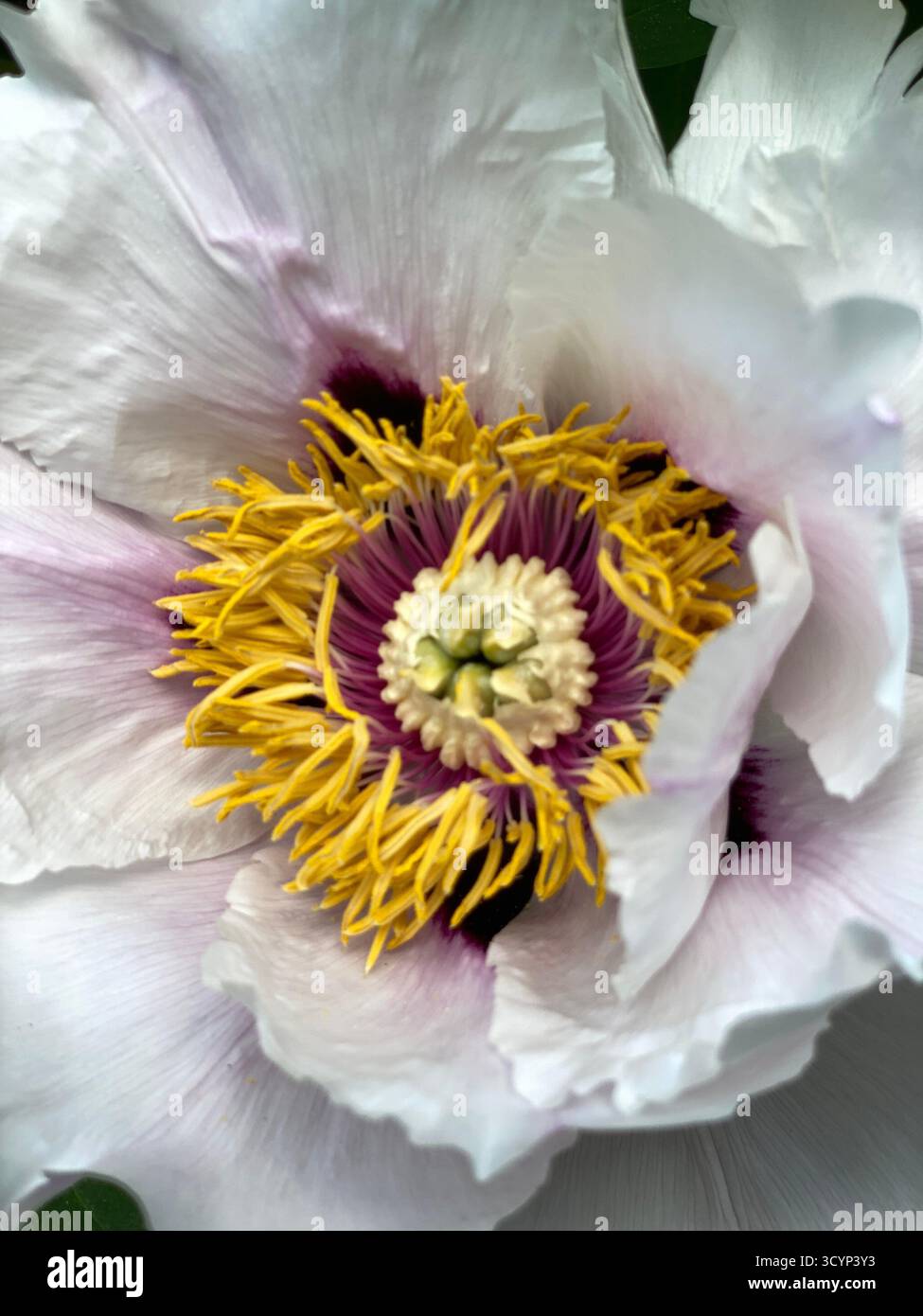 Nahaufnahme einer weißen Pfingstrosenblüte mit komplexen gelben und violetten Mittelblättern, perfekt für den Hintergrund. Mobiles Foto Stockfoto