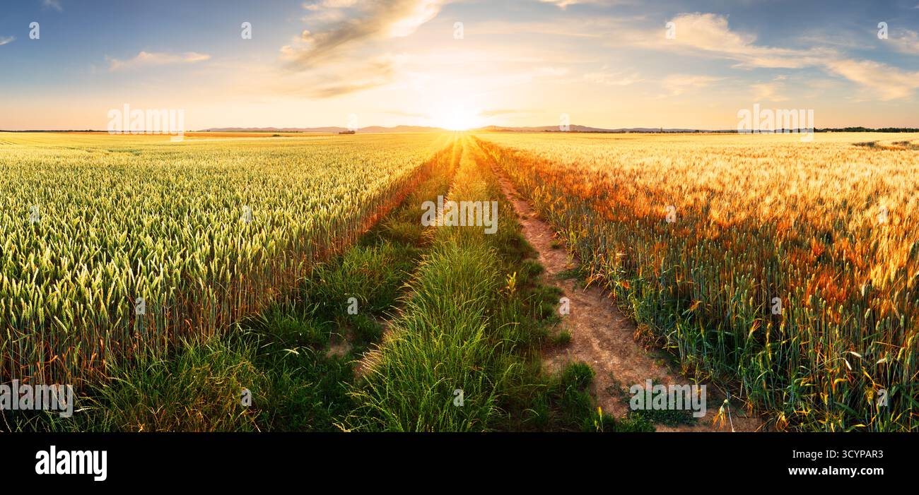 Reife Weizenfelder natürliche Landschaft bei Sonnenuntergang. Erntezeit auf dem Bauernhof, Panorama bei Sonnenuntergang mit Pfad Stockfoto