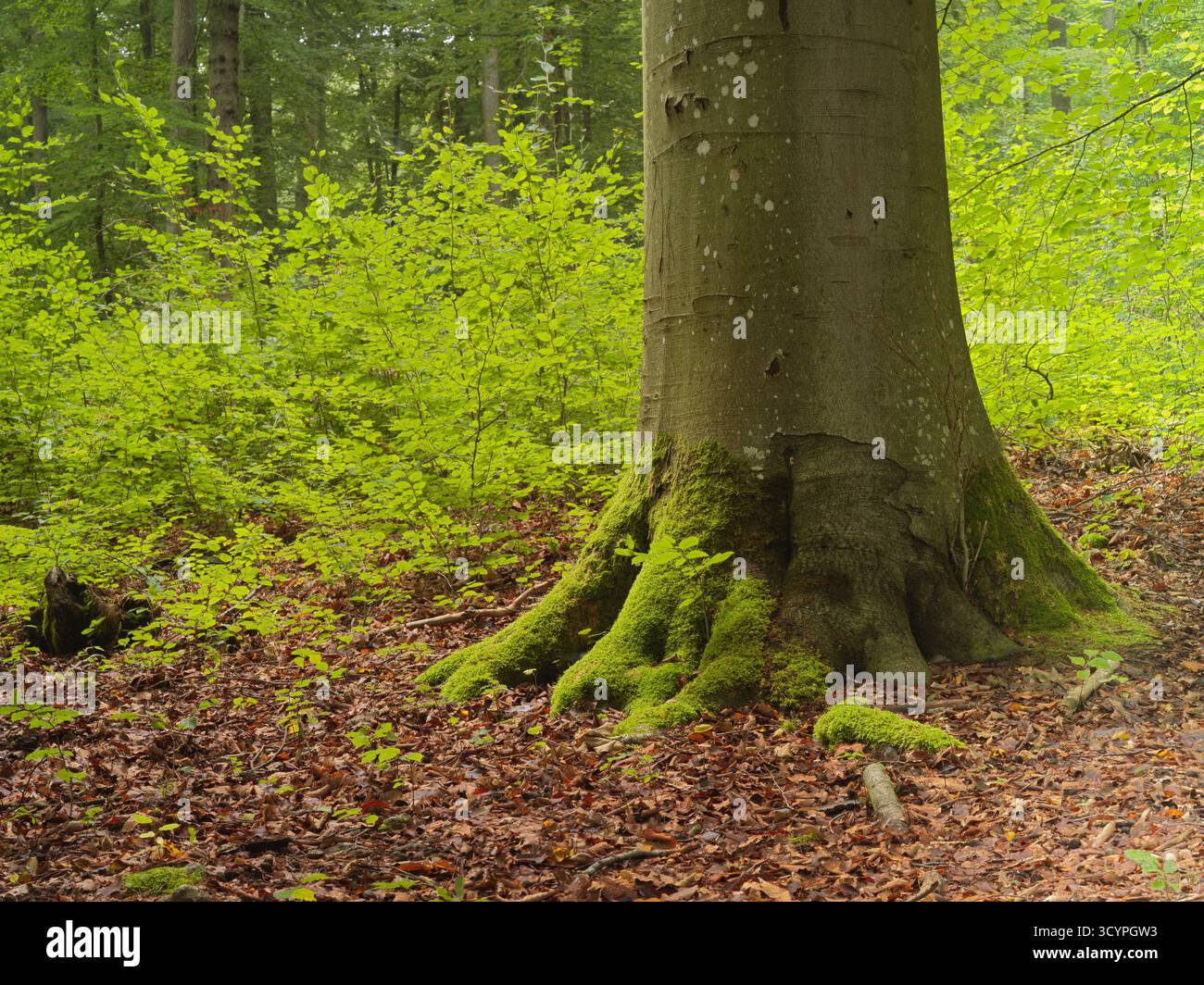 moosbedeckter Baumstamm und hellgrünes Unterholz in sonnendurchfluteten Wäldern Stockfoto