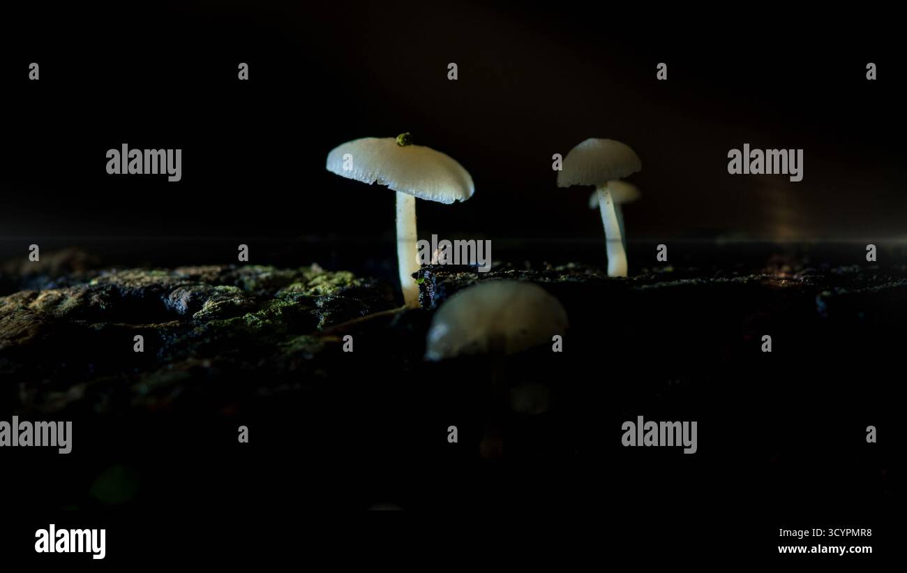 Leuchtende Pilze erheben sich von einem moosigen Waldboden, hinterleuchtet in einem dunklen, abgeschiedenen Hain, die ätherische, magische Stille und zarte, außerirdische Natur hervorrufen Stockfoto