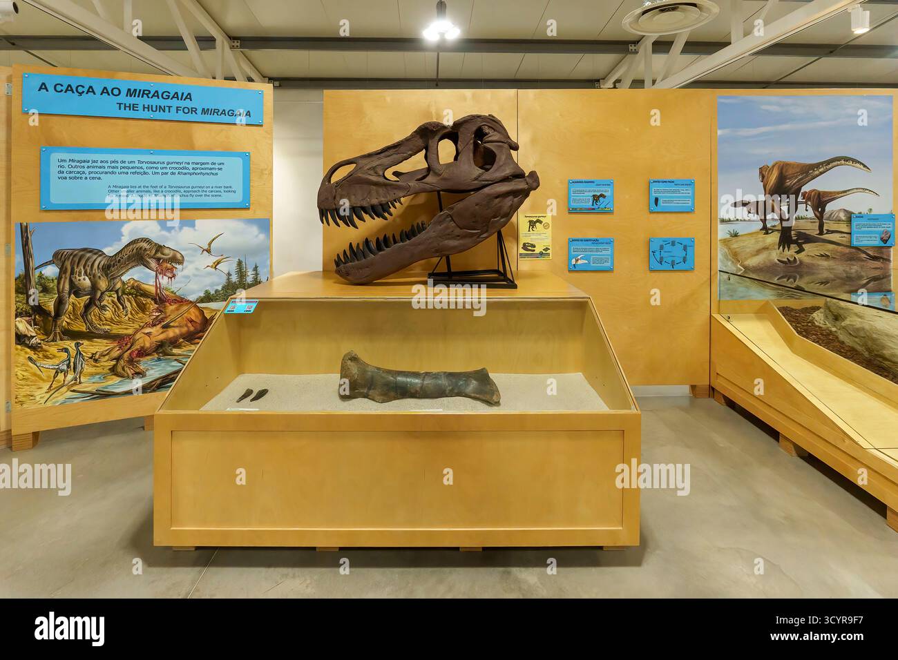 Ausstellung eines Dinosaurierschädels und fossilen Knochens in einem naturhistorischen Museum mit Bildungstafeln im Dino Parque, Lourinhã, Portugal, Europa Stockfoto