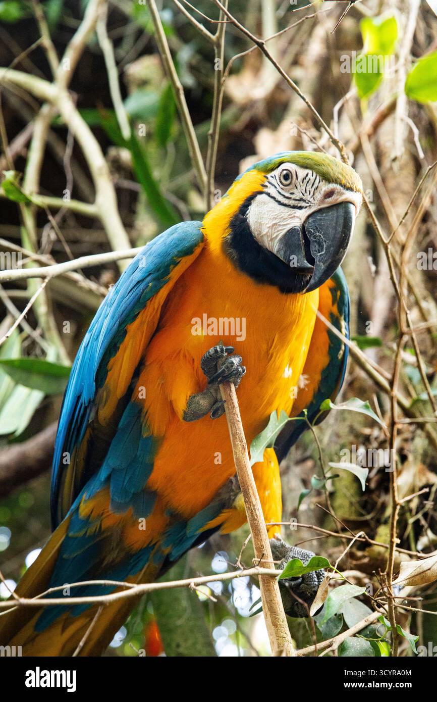Nahaufnahme eines bunten blau-gelben Aras Papageiens, der auf einem Zweig im tropischen Dschungel thront und lebendige Federn und exotische Tierwelt zeigt. Stockfoto