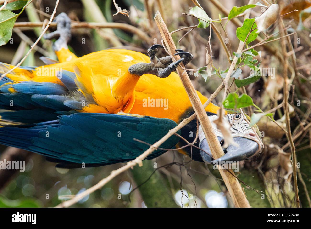 Heller tropischer Papagei mit lebendigen Federn im Dschungel Stockfoto