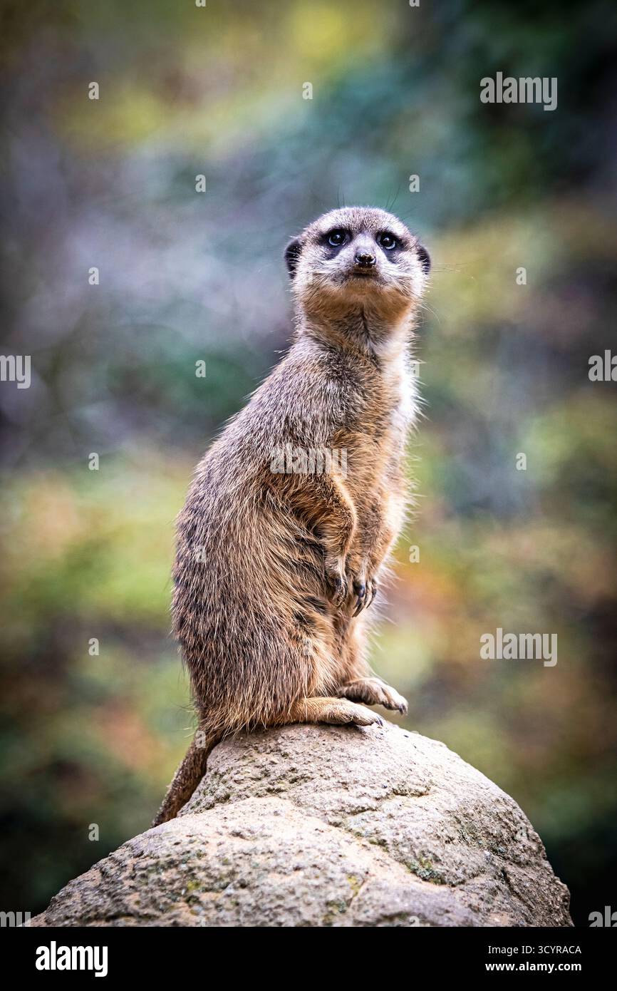 Neugieriger Erdmännchen, der auf einem Felsenbarsch in der Wüste Wache hält. Warne Erdmännchen, die wachsam von Steinausbrüchen aus beobachten. Natürlicher Lebensraum, Wildtiere sa Stockfoto