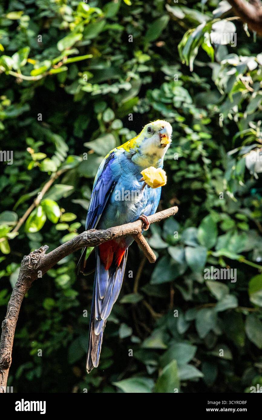 Lustiger Vogel. Farbenfroher Papagei, der Früchte im tropischen Wald ernährt Stockfoto