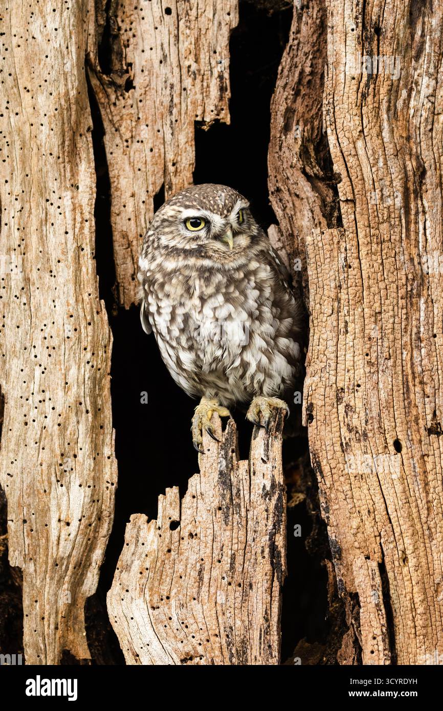 Kleine Eule, wissenschaftlicher Name: Athene noctua. Porträt einer kleinen Eule, auf einem Baumstamm in einem alten Baum mit Holzwurm. Little Ewl ist die Stockfoto