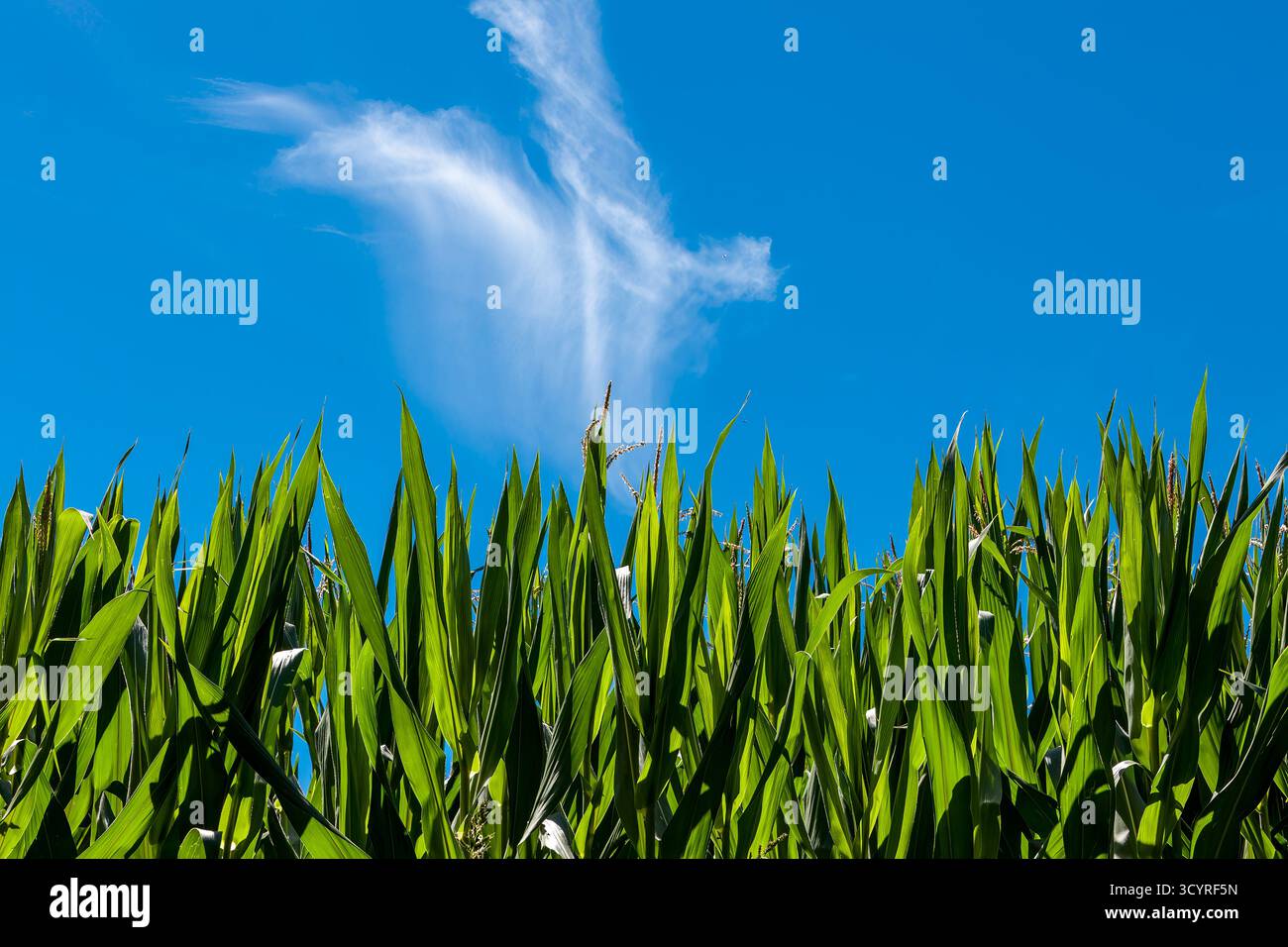 Hohe grüne Maispflanzen erstrecken sich zu einem leuchtend blauen Himmel, gekrönt von einer Wolkenwolke – ein Bild von Sommerwachstum, Klarheit und ländlicher Gelassenheit. Stockfoto