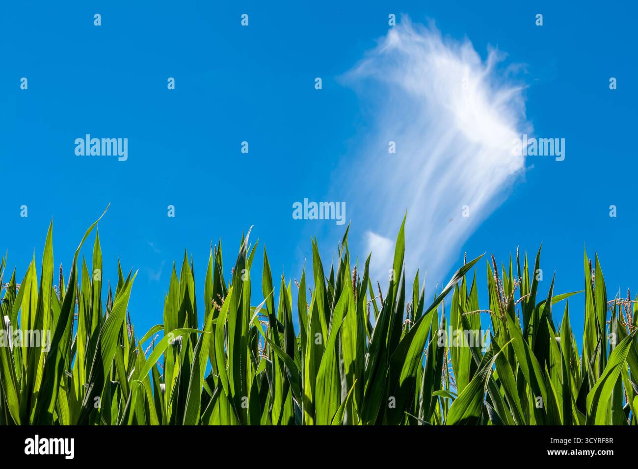 Hohe grüne Maispflanzen erstrecken sich zu einem leuchtend blauen Himmel, gekrönt von einer Wolkenwolke – ein Bild von Sommerwachstum, Klarheit und ländlicher Gelassenheit. Stockfoto