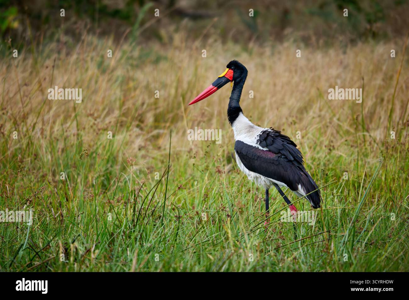 Sattelschnabelstorch Ephippiorhynchus senegalensis), Moremi Game Reserve, Botswana Afric Stockfoto