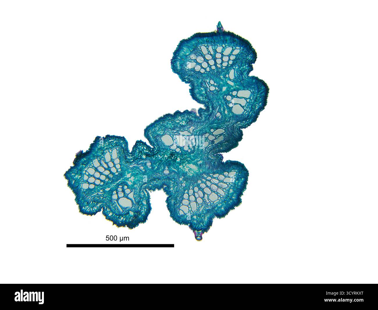 Querschnitt durch den Stiel Einer Sojabohnenpflanze (Glycine Max) bei 100-facher Vergrößerung unter dem Mikroskop mit Größenvergleich 500 µm Stockfoto