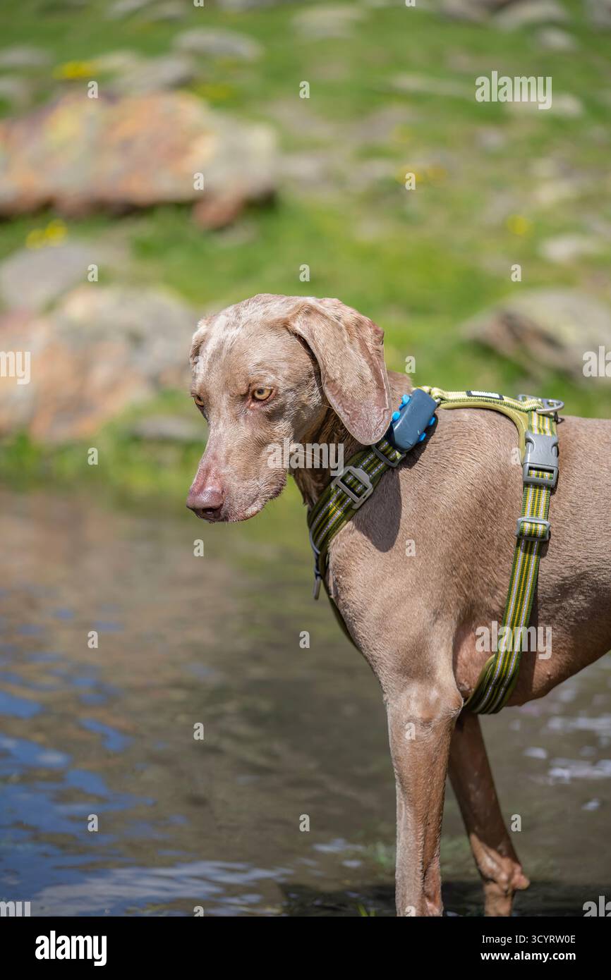 Weimaraner Hund trägt GPS Tracker Collar in Mountain Stream, Outdoor PET Technology Stockfoto