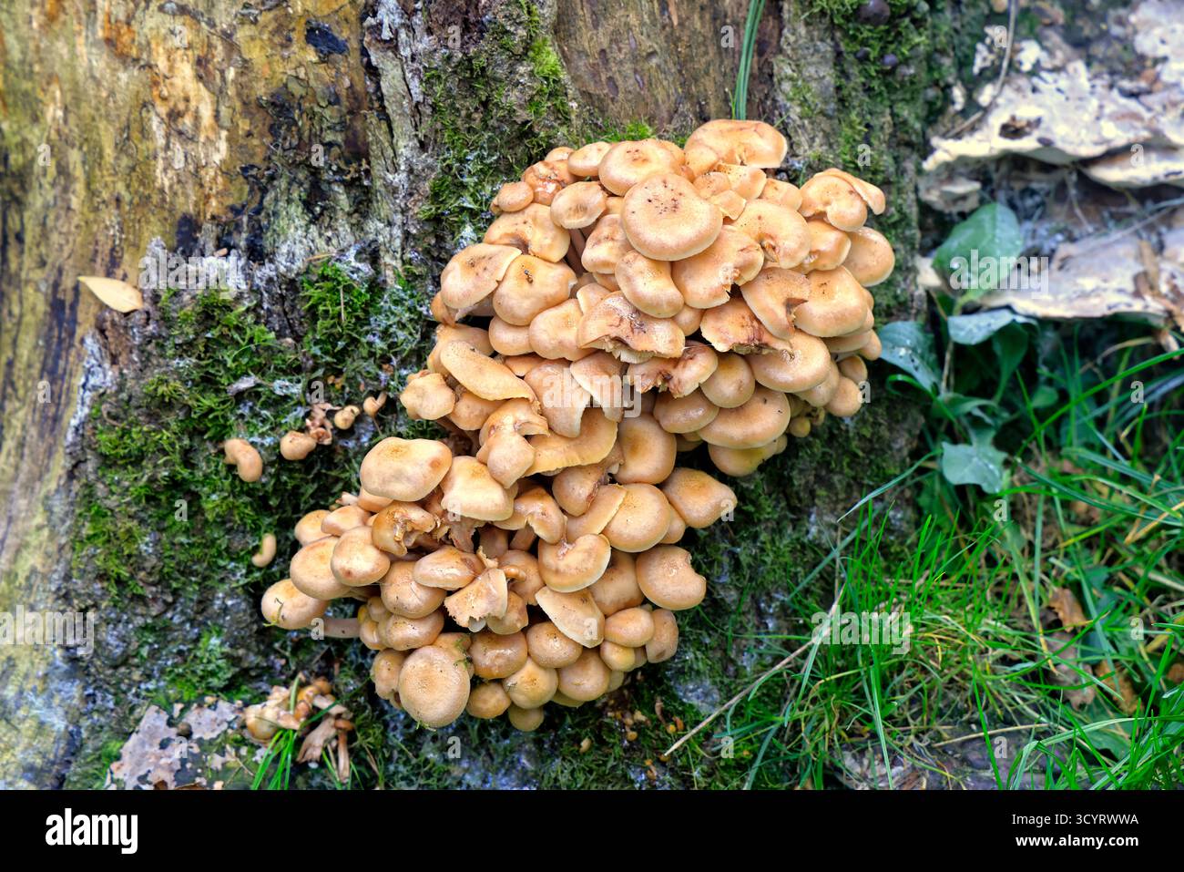 Pilze, die auf einem alten Baumstumpf wachsen, Cardiff, Südwales, Großbritannien. Vom Oktober 2025 Stockfoto